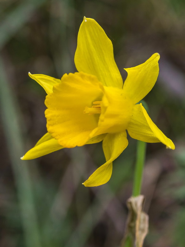 Narcissus nevadensis herrerae.20
