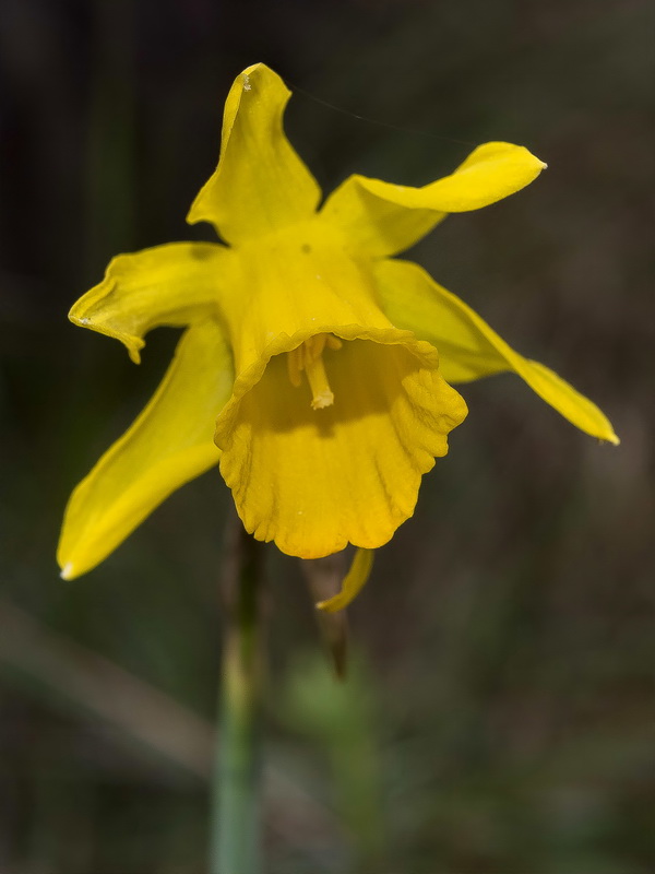 Narcissus nevadensis herrerae.21