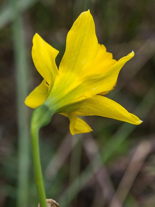 Narcissus nevadensis herrerae.23