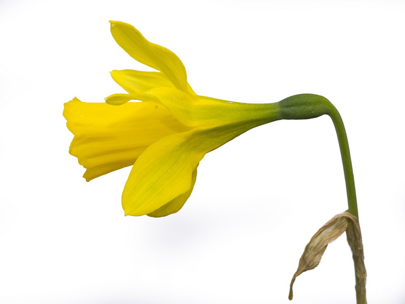 Narcissus nevadensis herrerae.24