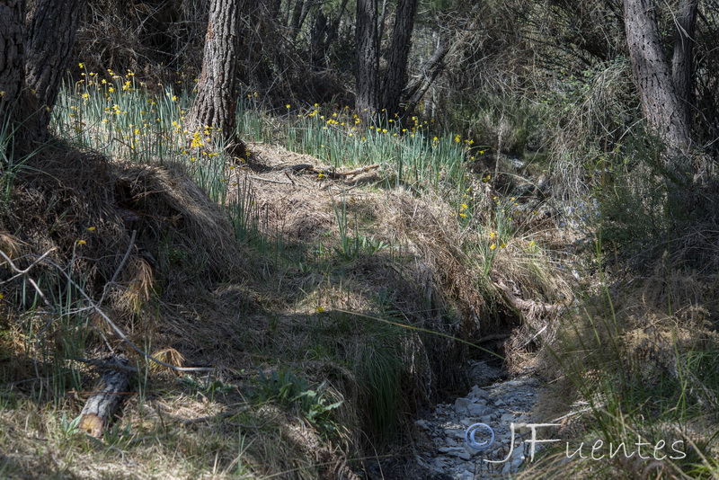 Narcissus nevadensis herrerae.26
