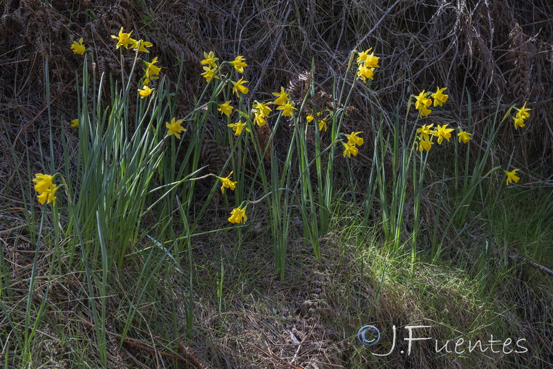 Narcissus nevadensis herrerae.29