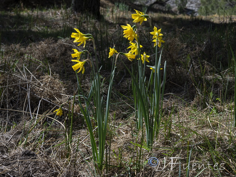 Narcissus nevadensis herrerae.04