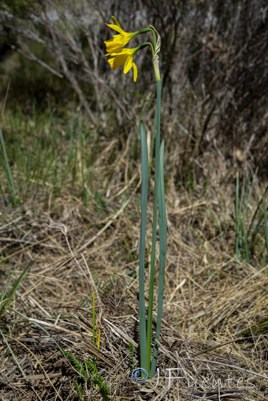 Narcissus nevadensis herrerae.35
