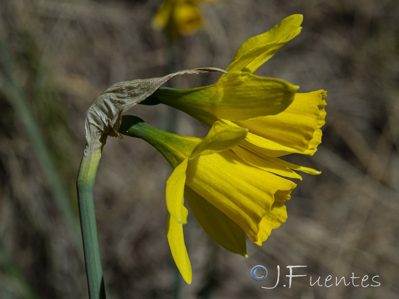 Narcissus nevadensis herrerae.06