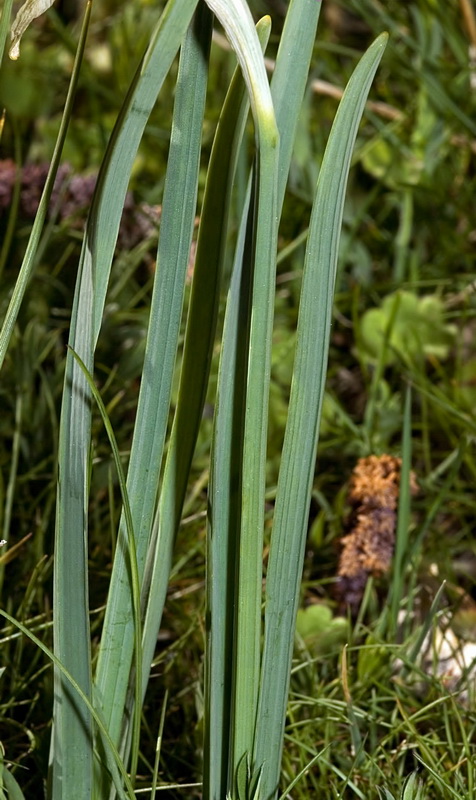Narcissus nevadensis.02
