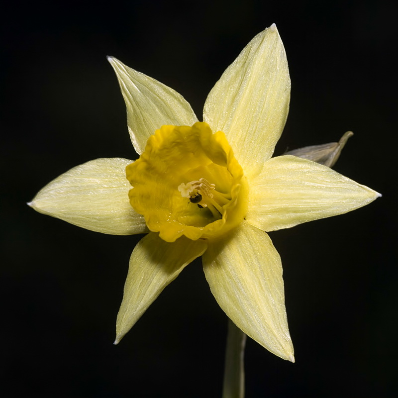 Narcissus nevadensis.04
