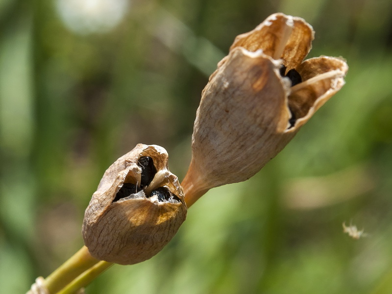 Narcissus nevadensis nevadensis.20