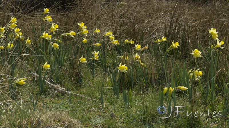 Narcissus nevadensis nevadensis.23