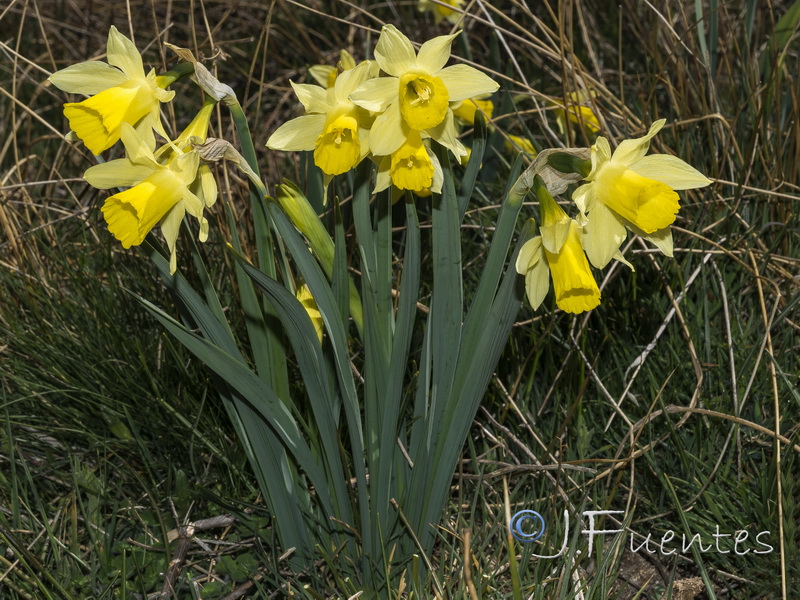 Narcissus nevadensis nevadensis.25