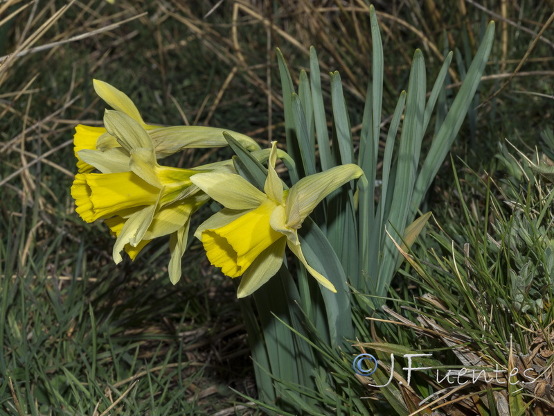 Narcissus nevadensis nevadensis.28