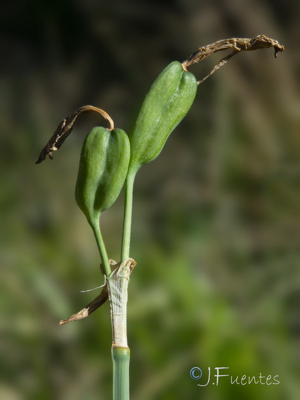 Narcissus nevadensis.06