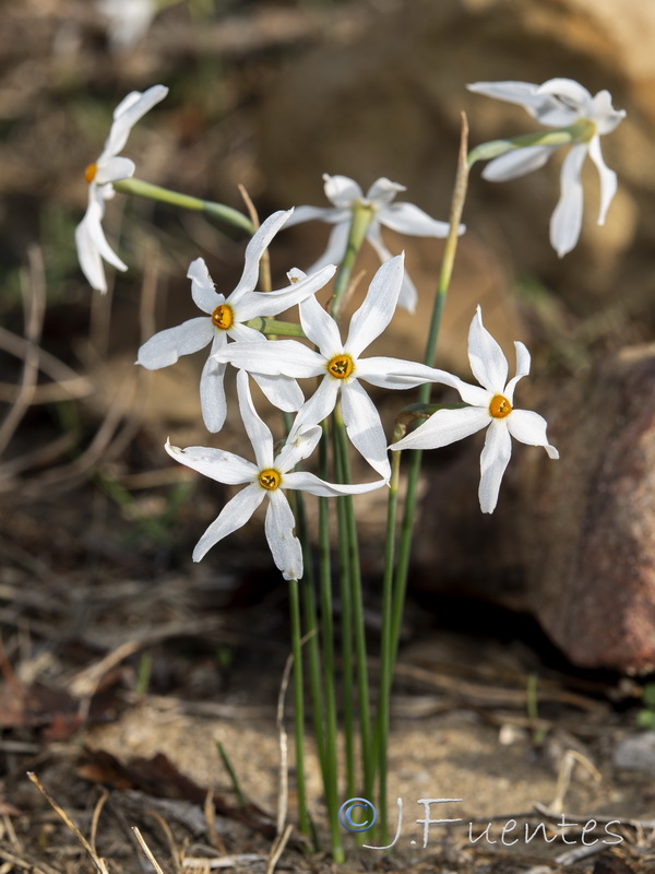 Narcissus obsoletus.01