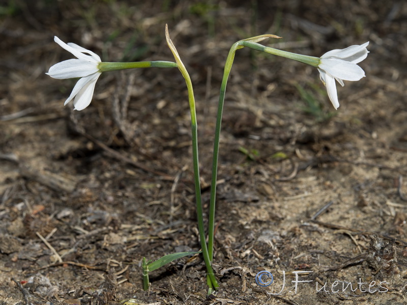 Narcissus deficiens.03