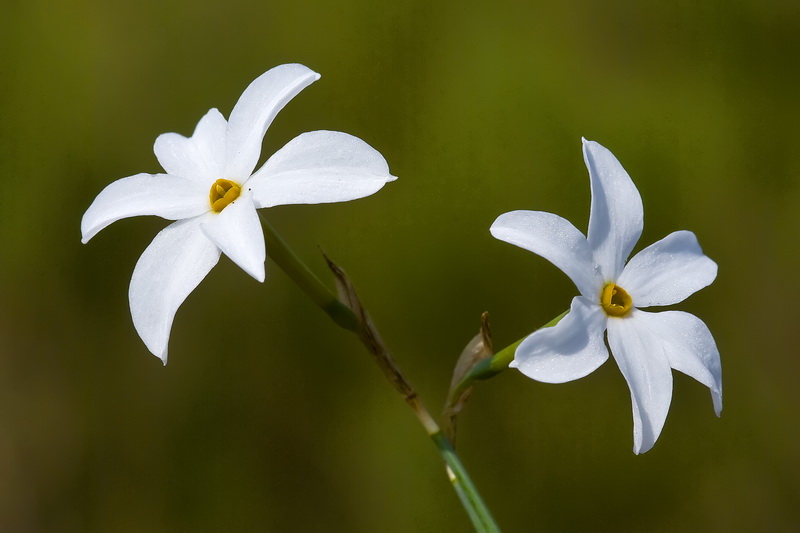 Narcissus obsoletus.04