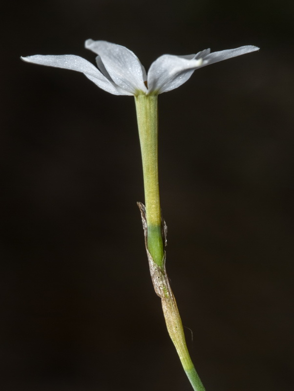 Narcissus obsoletus.05