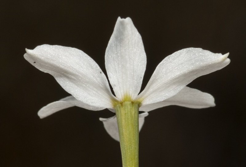 Narcissus obsoletus.06