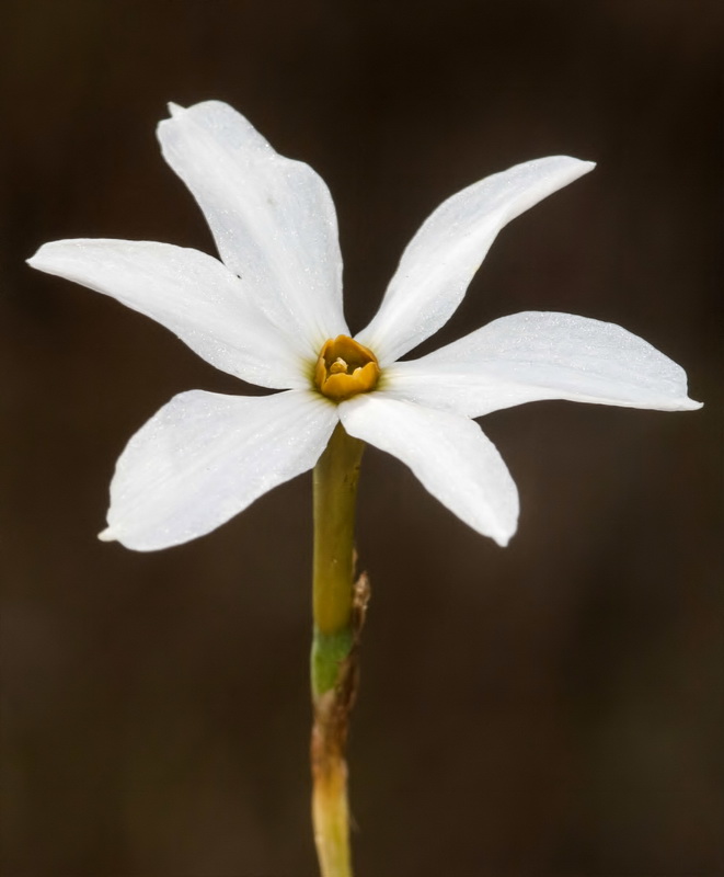 Narcissus obsoletus.07