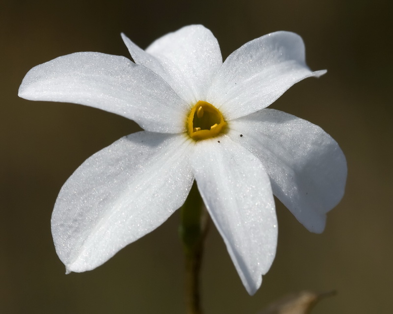 Narcissus obsoletus.08