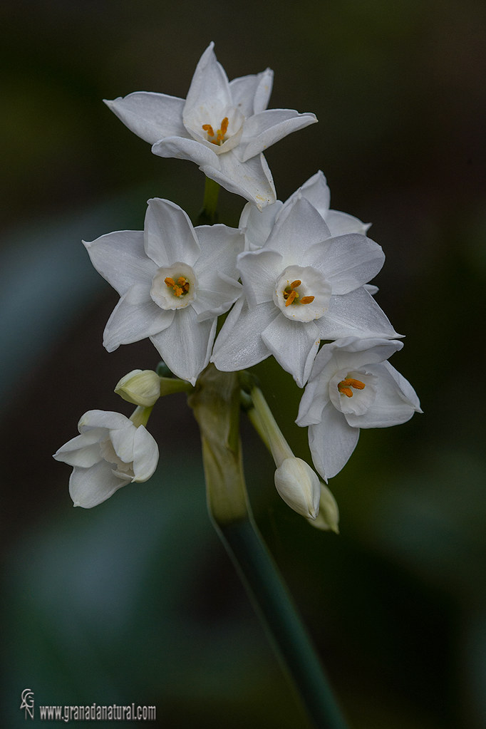 Narcissus papyraceus