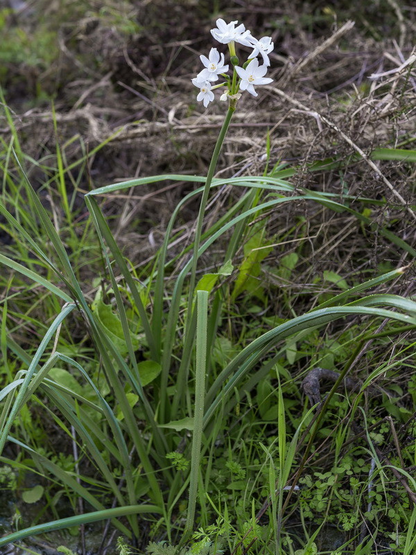 Narcissus papyraceus.02