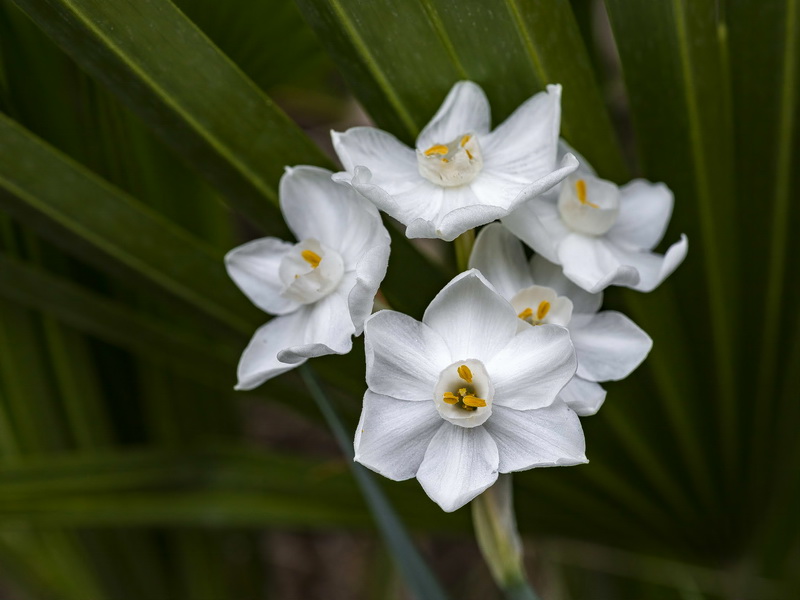 Narcissus papyraceus.04