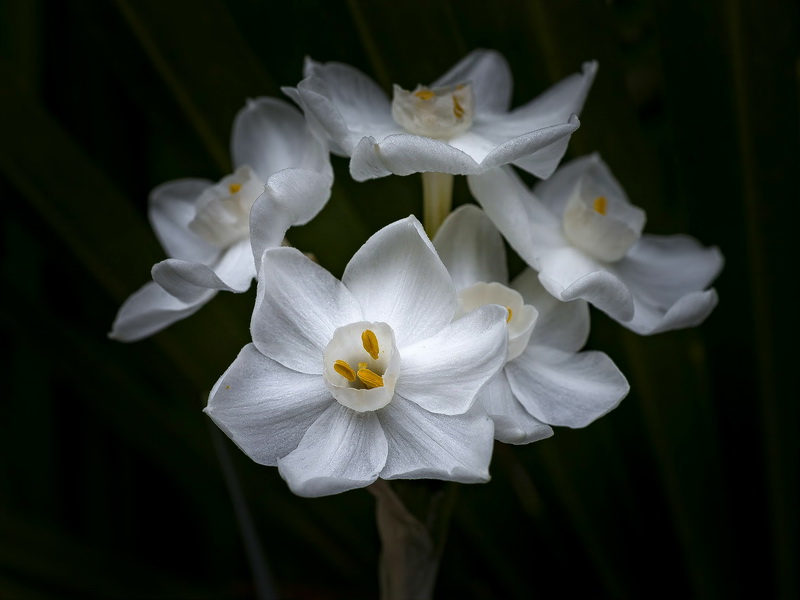 Narcissus papyraceus.05