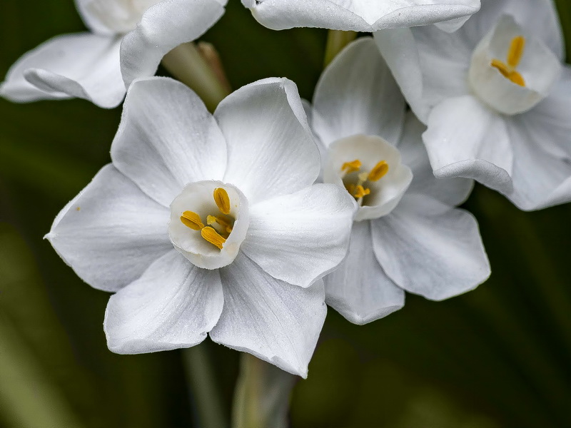 Narcissus papyraceus.06
