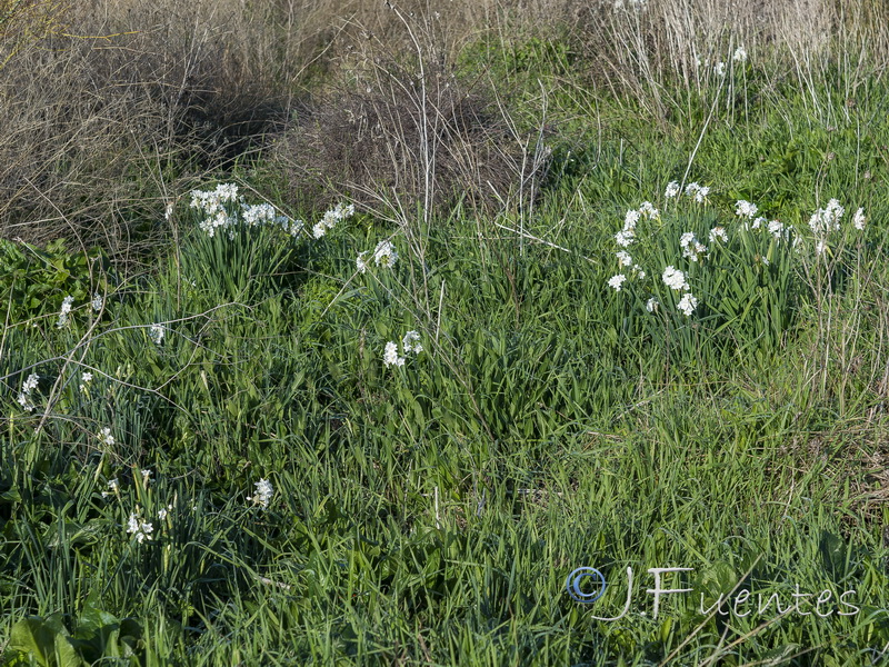 Narcissus papyraceus.11