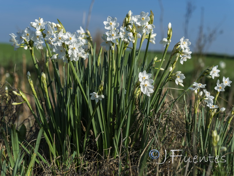 Narcissus papyraceus.12