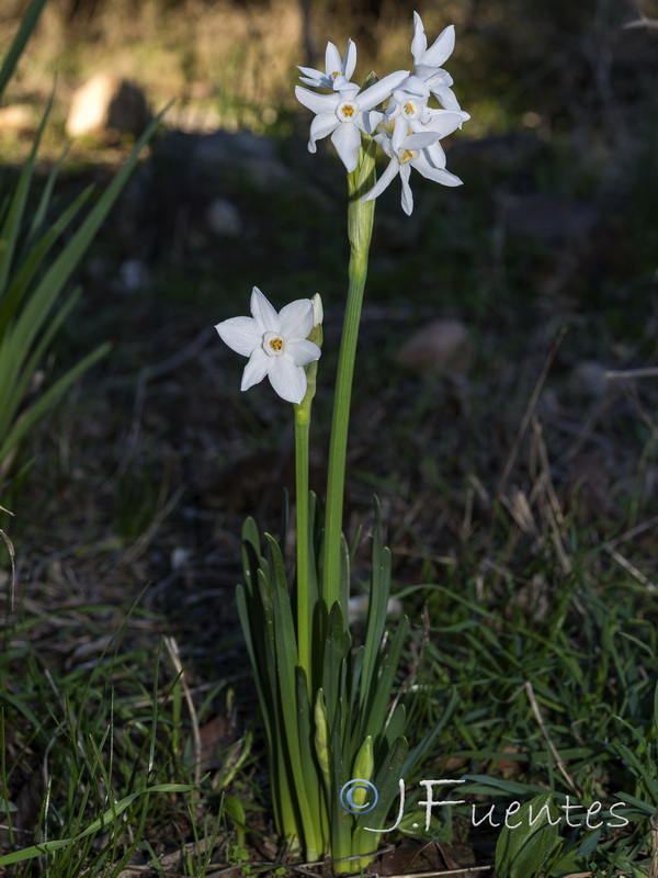 Narcissus papyraceus.14