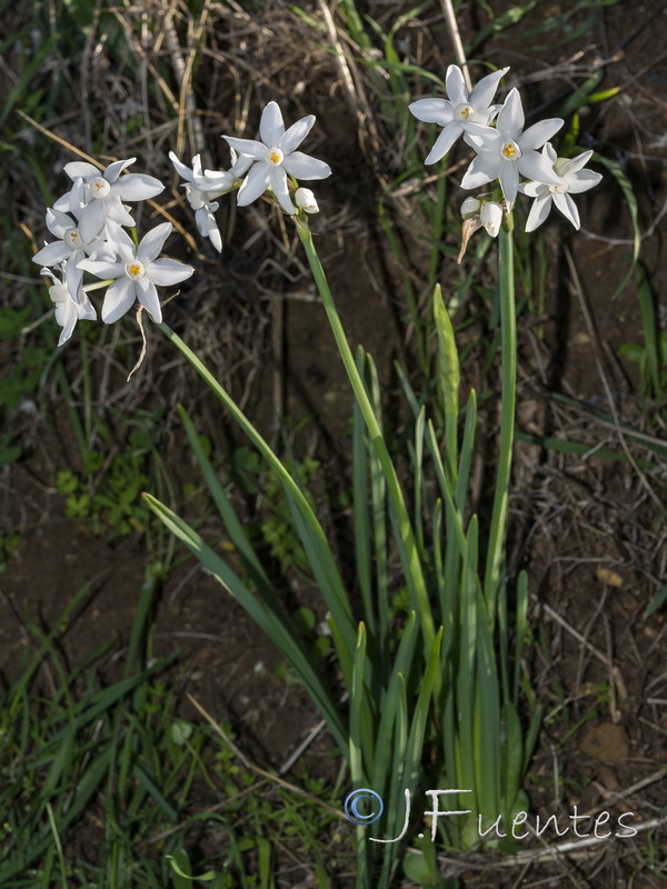 Narcissus papyraceus.16