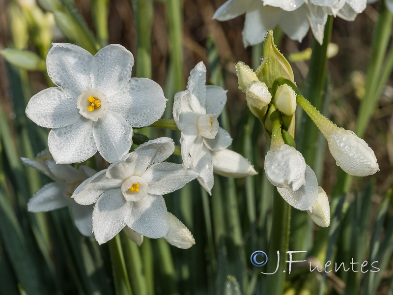 Narcissus papyraceus.17