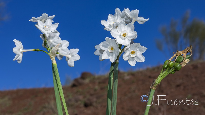 Narcissus papyraceus.19