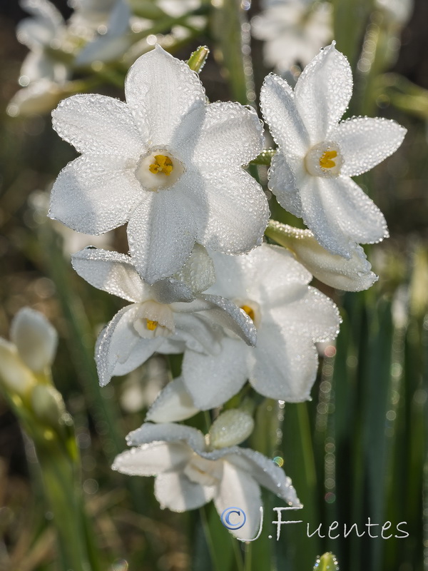 Narcissus papyraceus.20
