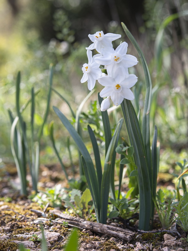 Narcissus papyraceus.22