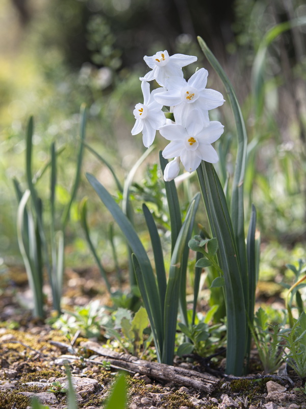 Narcissus papyraceus.22