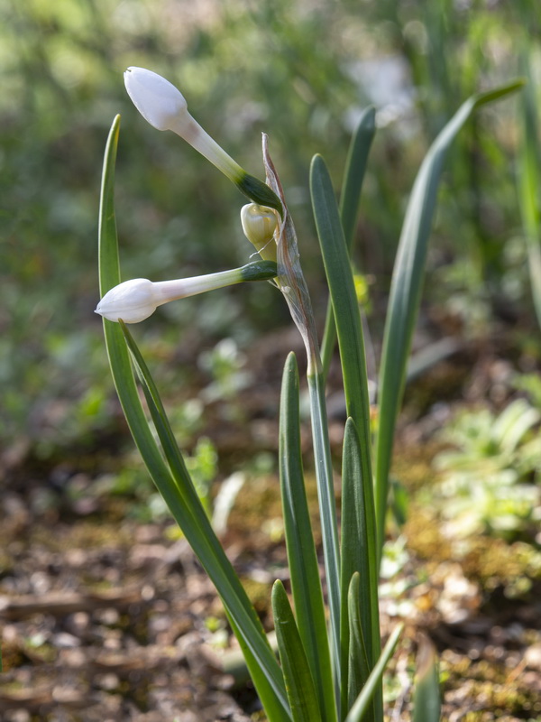 Narcissus papyraceus.23