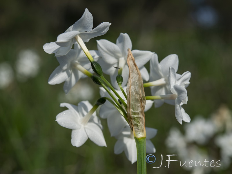 Narcissus papyraceus.08