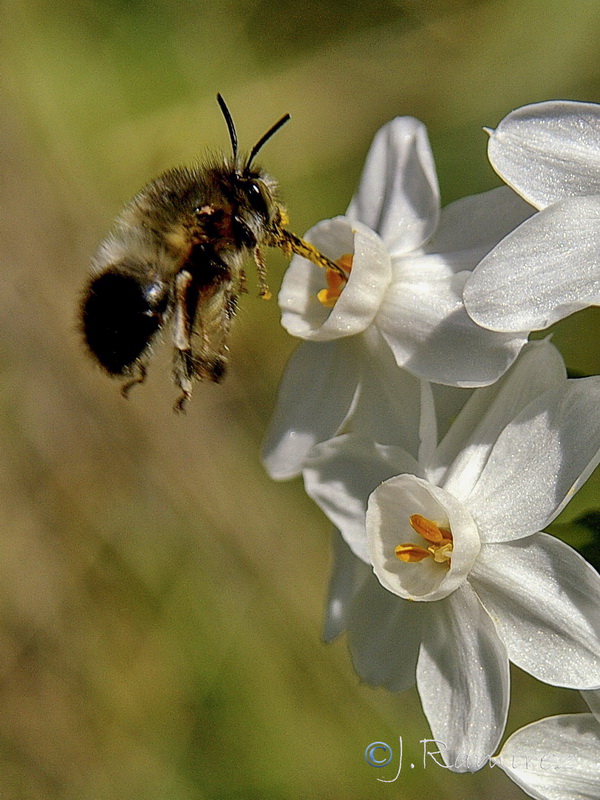 Narcissus papyraceus.33