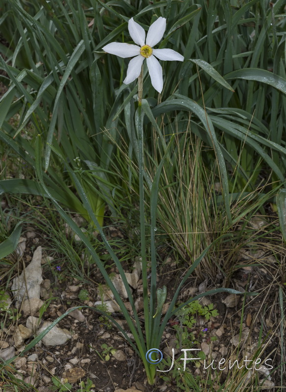 Narcissus poeticus.01