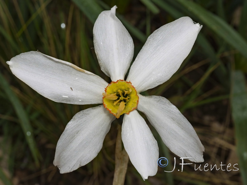 Narcissus poeticus.02