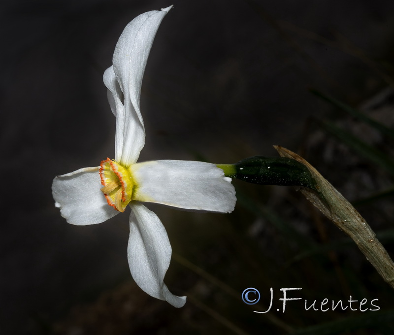 Narcissus poeticus.03