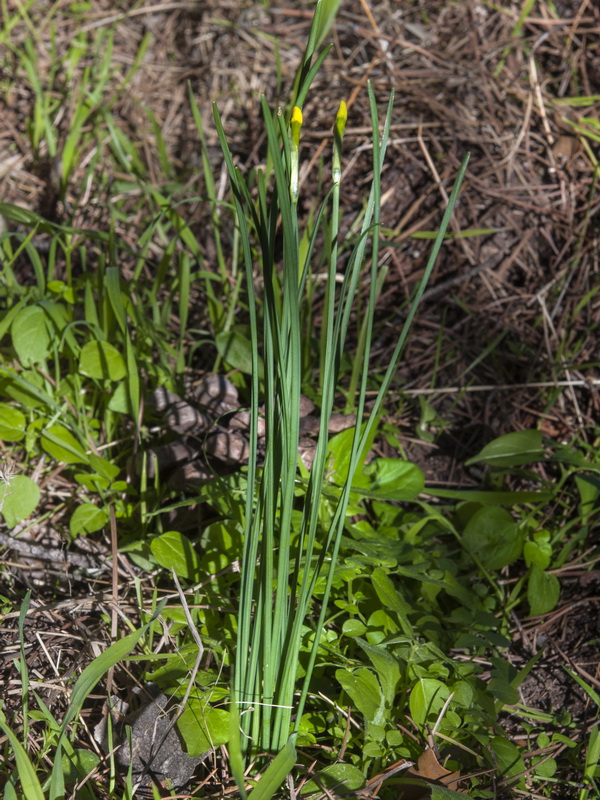 Narcissus rupicola.04
