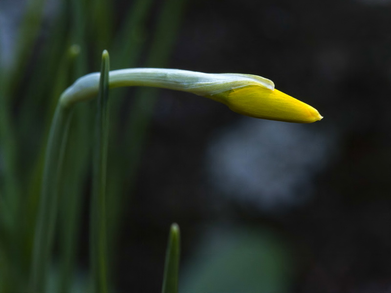 Narcissus rupicola.05