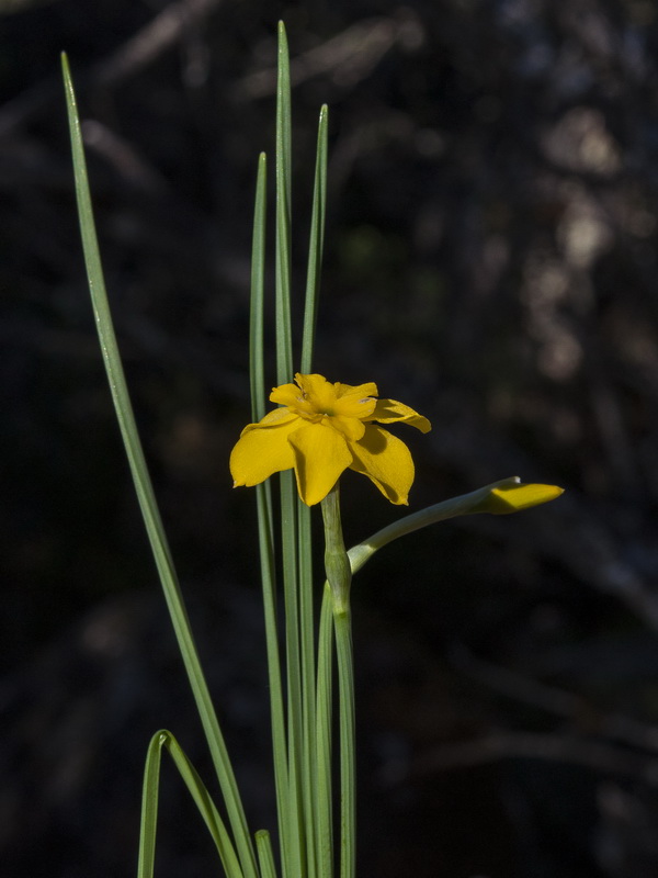 Narcissus rupicola.04