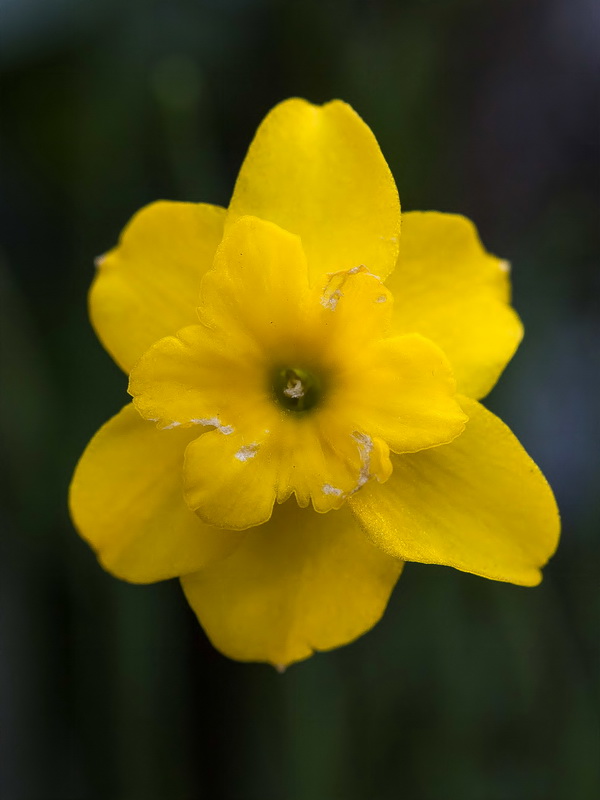 Narcissus rupicola.07