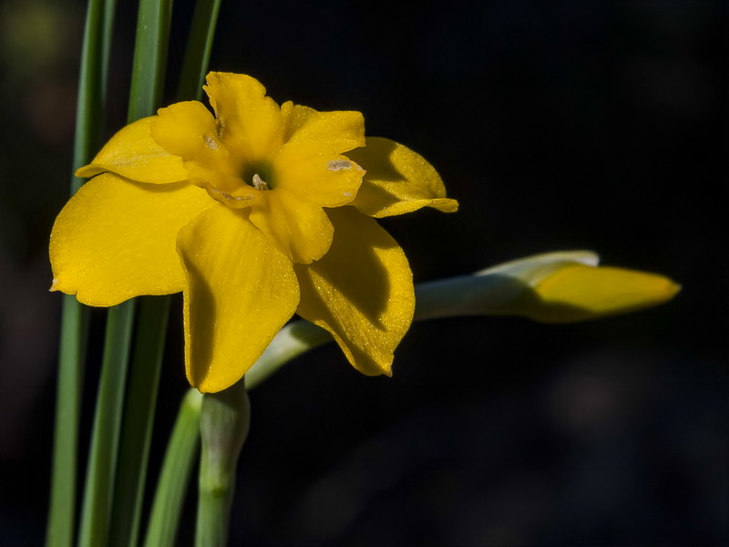 Narcissus rupicola.08