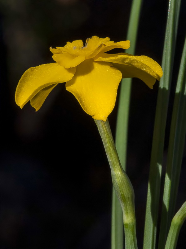 Narcissus rupicola.09