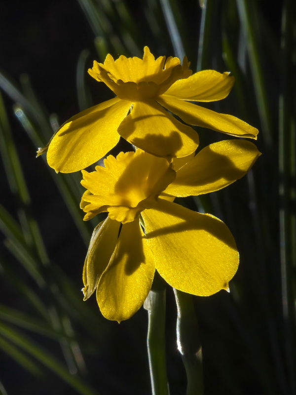 Narcissus rupicola.10